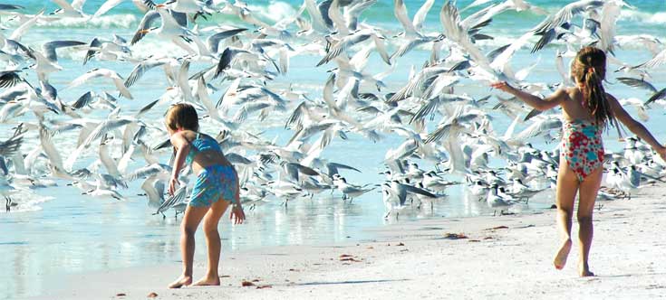 birds-on-Siesta-Beach Flock of Birds