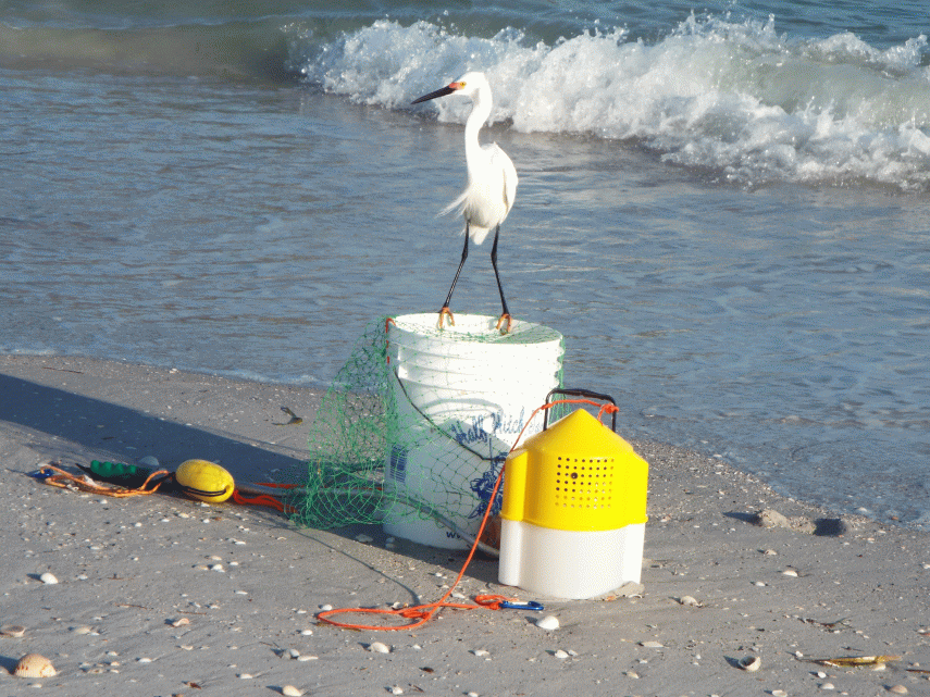 bird-waiting-for-fish