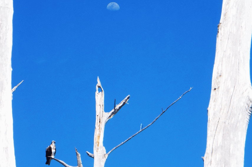 Osprey-and-Moon