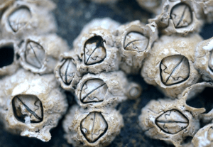 barnacles